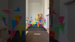 Celebrating Colin's birthday with a jumping challenge  #goldenretrievers