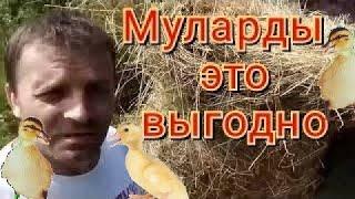 Муларды.Сколько весит утка. Содержание мулардов.