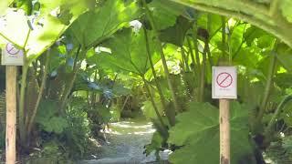 Gunnera Manicata - Trebah Garden in Cornwall - 2021 - Sjak Tardio