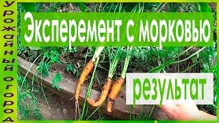 КАКАЯ МОРКОВЬ ВЫРОСЛА ИЗ РАССАДЫ!РЕЗУЛЬТАТ ЭКСПЕРИМЕНТА!