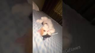 This Cat Has Better Dance Moves Than Me!  #cat #catlovers #catdance #party #meow #kitten