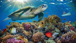 11HRS Stunning 4K Underwater footage + Music: RAINBOW REEF 2 - Rare & Colorful Sea Life Ambient Film