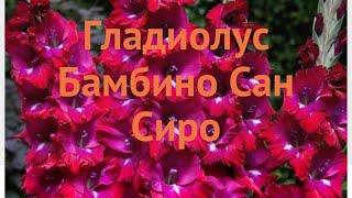 Гладиолус бамбино Сан Сиро (gladiolus san siro)  обзор: как сажать, луковицы гладиолуса Сан Сиро