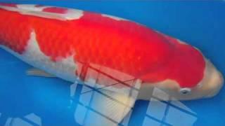 WWKC  Teach + Learn 'The exact cost' Kohaku 01