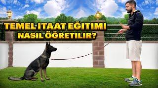 Temel Itaat Eğitimi Nasıl Verilir ‍