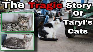 The Tragic (and Triumphant) Story Of Taryl's Cats - Incredible Story!