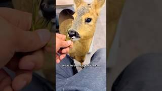 A roe deer fell into the icy water of the river. #shortsvideo #animals