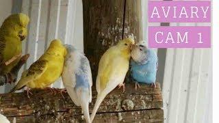 Aviary cam PART ONE - Watch what birds get up to when no one's watching!