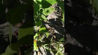The black beans I planted from the 15 bean soup mix from the grocery store has blooms