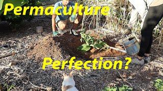 Will This Plant Change Everything? | Permaculture's Perfect Chop & Drop | Growing Comfrey in AZ