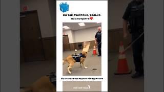 Дружок — настоящий герой Если хотите порадовать своего песика, закажите ему Лай бокс в шапке