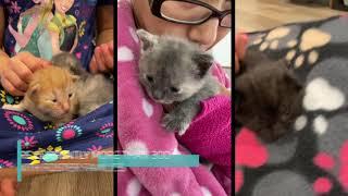 LA This Minute - LA Animal Services takes Adoptions Online