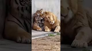The sad Reality Behind Ligers #animals #liger #shorts