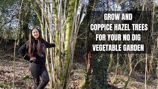 How To Coppice Hazel Trees | What is Coppicing? | How To Grow Hazel For Firewood & Woodchip