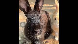 Rabbit 4K video high quality #rabbit #animals #rabbitwelfare #animallover