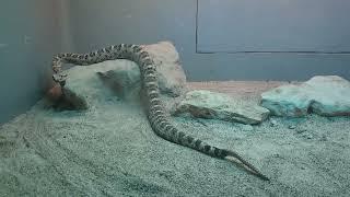 Sidewinder Snake at Louisville Zoo 10/19/24