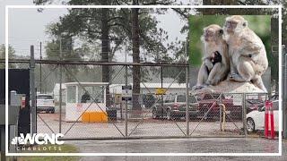 What we know about SC facility where 40+ primates escaped from