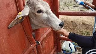 eight months old cow / Gha Agri Tv