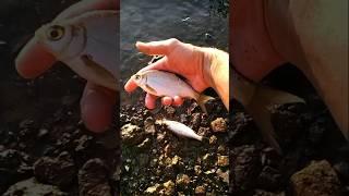 Рыбалка, отпускаю плотву с густерой. Fishing in the river