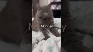 Happy Day  #shorts #trending #video #love #cat #day #kitten #pets #funny #comedy #cute #new #yt