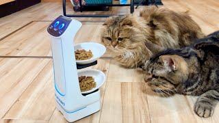 配膳ロボットで猫のご飯を届けるとこうなります