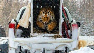 Siberian tiger released