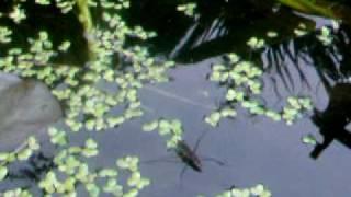 Pond Skater (Gerris Lacustris)