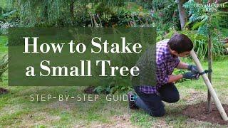 How to Easily Install a Tree Stake & Tie (Single Stem Trees up to 2.5m) | Tree 101