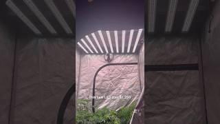 LED Grow Light Showdown: $50 vs $1500 