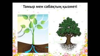 2 сынып Жаратылыстану Өсімдік бөліктері қандай қызмет атқарады?