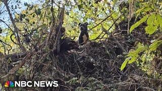 Family reunited with dog found stuck in treetop after Helene flooding