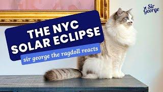 Ragdoll Cat Reacts to the Solar Eclipse | Sir George the Ragdoll