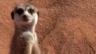 Who's the boss? How is the alpha female meerkat chosen?