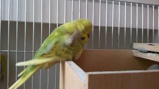 выставочные волнистые попугайчики малыши budgerigar.