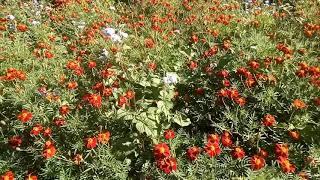 Some Medicinal plants found in northeast  India Aching Gangmei TV