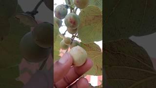 #my #garden #organic #fruit #helthy #fruitrees #homegarden #video