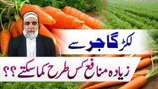 How to earn profit from Orange Carrot crop || Crop Reformer