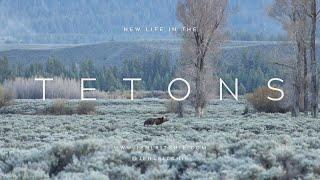 Grand Teton Grizzly Surprises w/Two Cubs of the Year - Watch These Curious Cuties Stand-up!