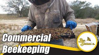 What It Takes To Be A Commercial Beekeeper | Beekeeping Orlando Florida | Blueberry Pollination 2023