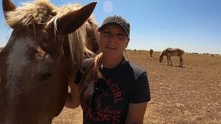 Devastating week on the farm with 2 of our rescued Belgian Draft Horses.Completely unexpected events