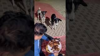 Dog love #streetdog #straydogs #dog #doglover #chicken #rovingcouple #labrador #purelove #shorts