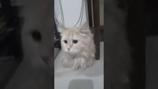 #asmr  #short  #cat  looking the soung