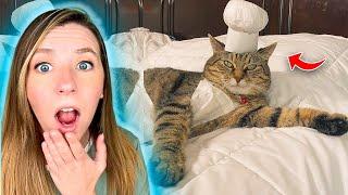 3 Mind Blowing Cats Who Are Killing It at Work!