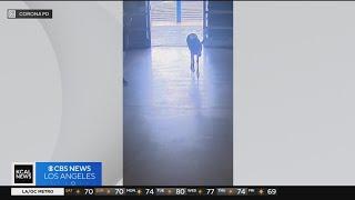 Oh Deer! Police struggle to wrangle deer who wanders into Corona grocery store