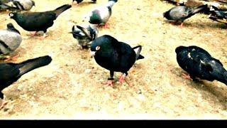 Green eyes black madrasi kabutar Sachin k kabootar | Delhi white pigeons pigeon