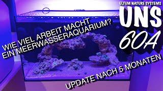 UNS 60A - Wie viel Arbeit macht ein Meerwasseraquarium - Update nach 5 Monaten