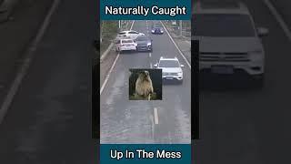 Naturally caught up in the mess - Idiots in cars #dashcamlessons #idıotsincars #carcrashcompilation