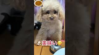 朝ごはんのかに玉をおねだりする愛犬