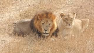 ЛЕВ и ЛЬВИЦА ругаются и мирятся...  СЕМЕЙНАЯ СЦЕНА #animals  #wild #lions #львы #zoo #лев