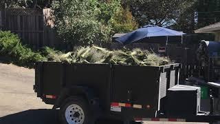 Bees N Blooms Lavender Harvest 2019